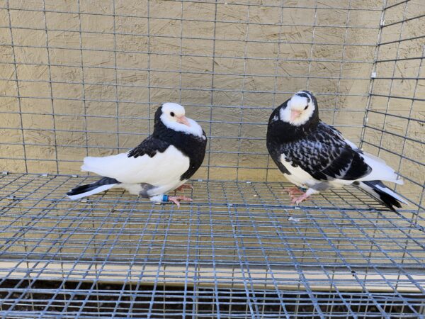 2X 11 Bird Champion Ma Lee Lot # 10