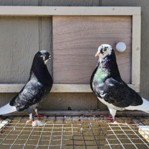 2X 11 Bird Champion Ma Lee lot #12