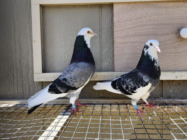 2X 11 bird Champion Ma Lee lot #13 - Image 2