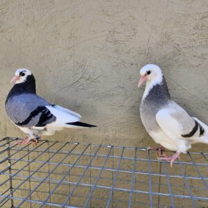 2X 11 bird Champion Ma Lee lot #13