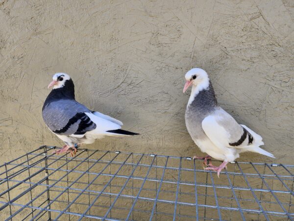 2X 11 bird Champion Ma Lee lot #13