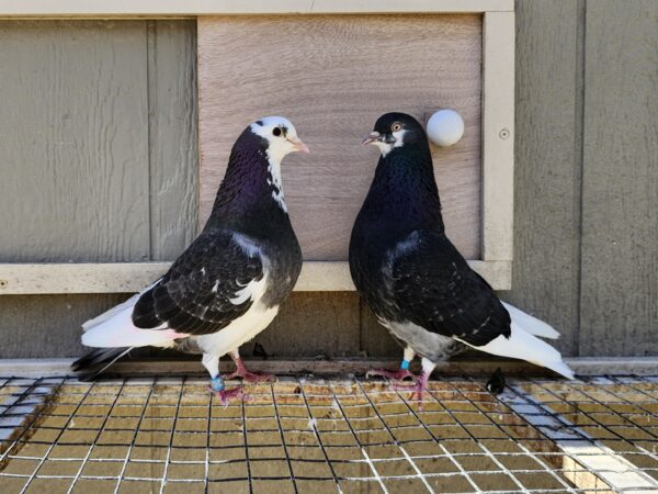 2X 11 Bird Champion Ma Lee Lot #14 - Image 2