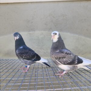 2X 11 Bird Champion Ma Lee Lot #14