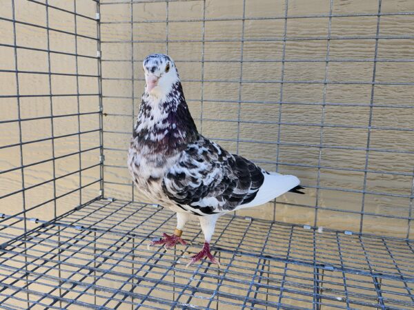 2X 11 Bird Champion Ma Lee lot #15 - Image 2