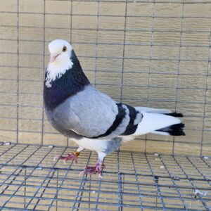 2X 11 Bird Champion Ma Lee lot #15