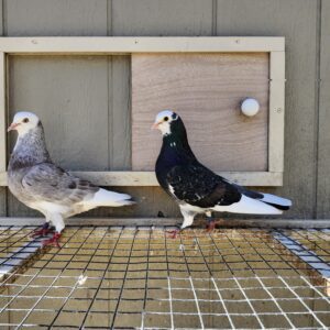 2X 11 Bird Champion Ma Lee Lot #16