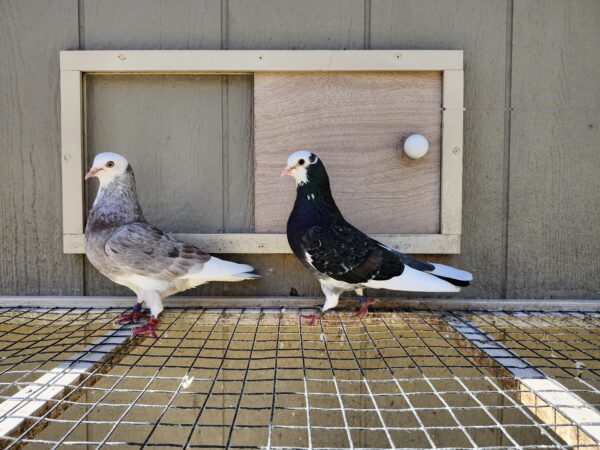 2X 11 Bird Champion Ma Lee Lot #16