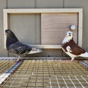 2X 11 Bird Champion Ma Lee lot #17