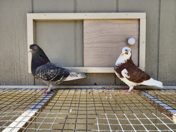 2X 11 Bird Champion Ma Lee lot #17