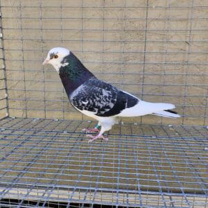 2X 11 Bird Champion Ma Lee Lot #32