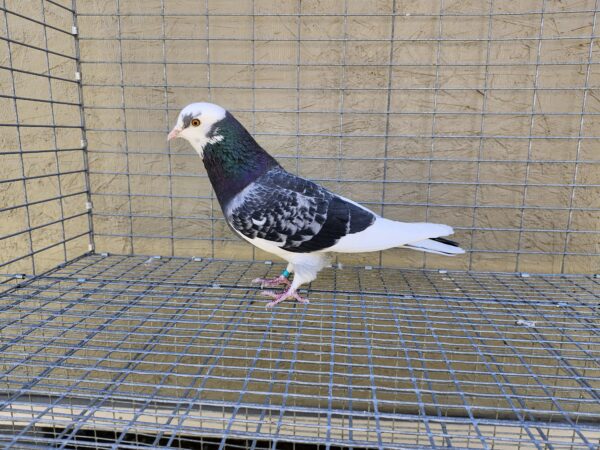 2X 11 Bird Champion Ma Lee Lot #32