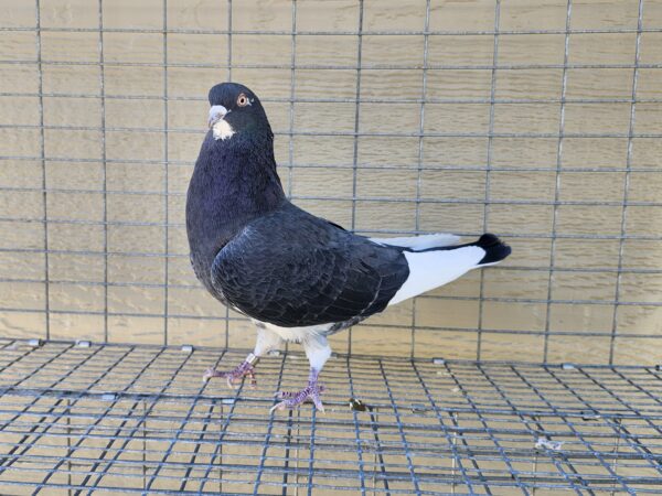 2X 11 Bird Champion Ma Lee Lot #24