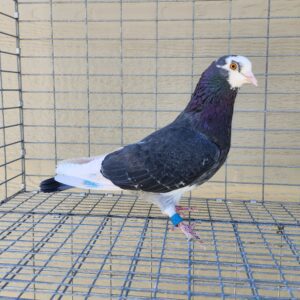 2X 11 Bird Champion Ma Lee Lot #25