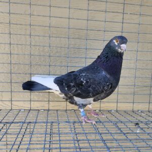 2X 11 Bird Champion Ma Lee Lot #26