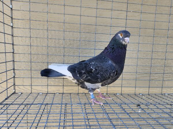 2X 11 Bird Champion Ma Lee Lot #26