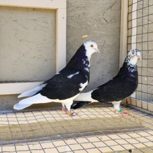 2X 11 Bird Champion Ma Lee Lot #18