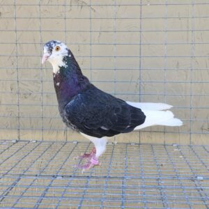 2X 11 Bird Champion Ma Lee Lot #27