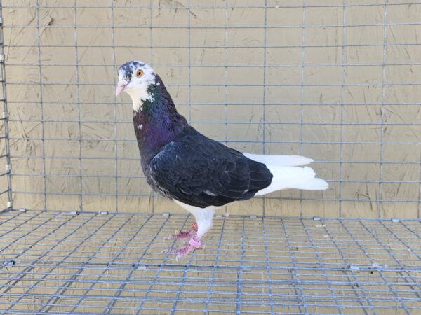 2X 11 Bird Champion Ma Lee Lot #27