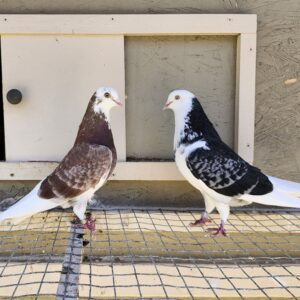 2X 11 Bird Champion Ma Lee lot #19