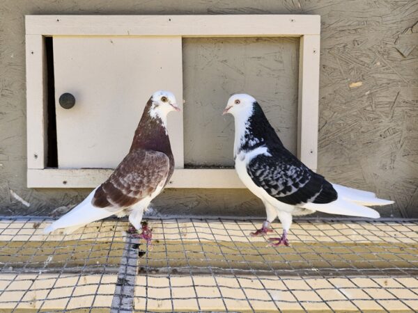 2X 11 Bird Champion Ma Lee lot #19