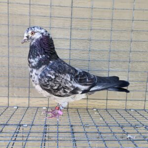 2X 11 Bird Champion Ma Lee Lot #28