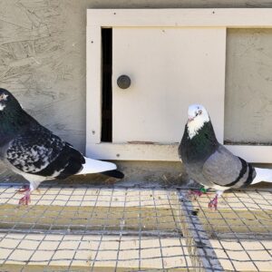 2X 11 Bird Champion Ma Lee Lot #20