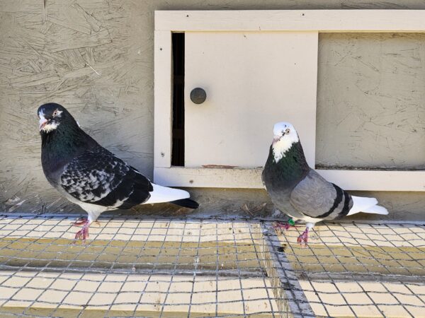 2X 11 Bird Champion Ma Lee Lot #20