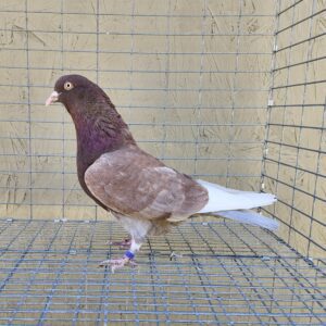 2x 11 Bird Champion Ma Lee Lot #29