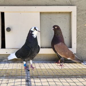 2X 11 Bird Champion Ma Lee Lot #21