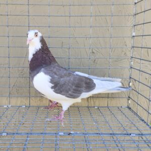 2X 11 bird Champion Ma Lee Lot #30