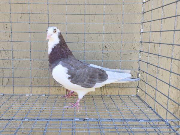 2X 11 bird Champion Ma Lee Lot #30
