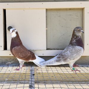 2X 11 Bird Champion Ma Lee Lot #23