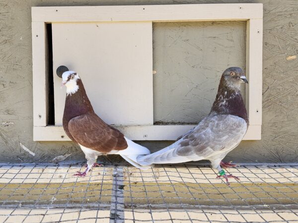 2X 11 Bird Champion Ma Lee Lot #23