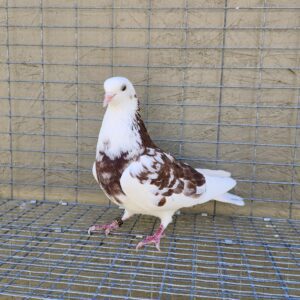2X 11 Bird Champion Ma Lee Lot #33