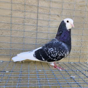 2X 11 Bird Champion Ma Lee Lot #34