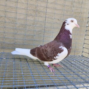 2X 11 Bird Champion Ma Lee Lot #35