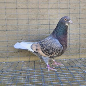 2X 11 Bird Champion Ma Lee Lot #36