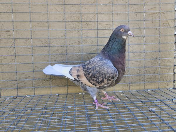 2X 11 Bird Champion Ma Lee Lot #36