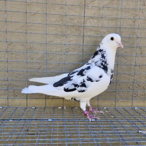 2X 11 Bird Champion Ma Lee Lot #37