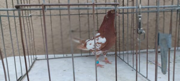 Region 9D- Louie Barela Hen