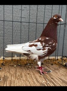 CSRA Auction- Allan Weaver 2 Birds