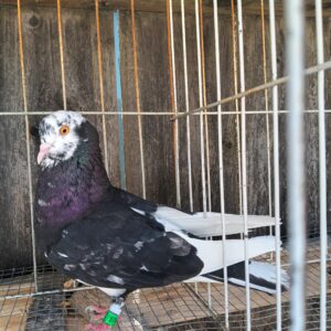 CSRA Auction- Ronnie Ross lavender laser Black rain pigeon 40 ft Plus