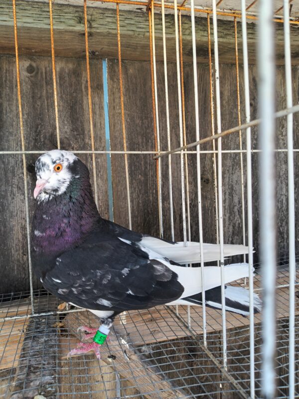 CSRA Auction- Ronnie Ross lavender laser Black rain pigeon 40 ft Plus