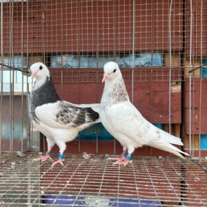 CSRA Auction- Marvin Carranza 2 English nestmates