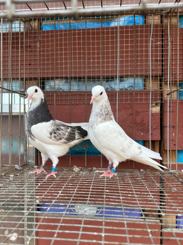 CSRA Auction- Marvin Carranza 2 English nestmates