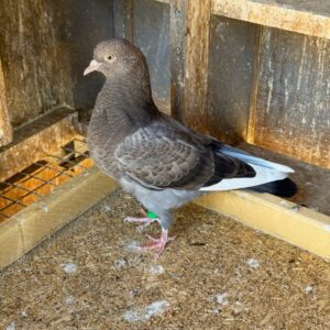 CSRA Auction- Abel  Ibarra Bird