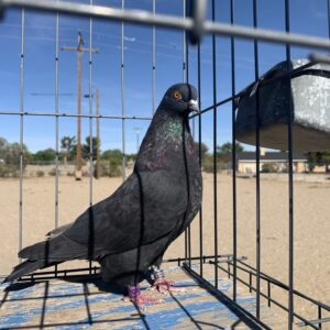 CSRA Auction- Manny Moreno hen