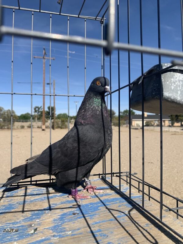 CSRA Auction- Manny Moreno hen