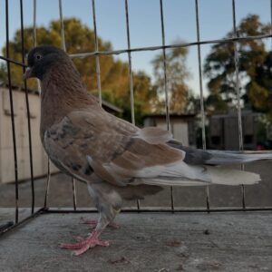 CSRA Auction- ThoBack Rollers 2 late hatch youngsters from 2024