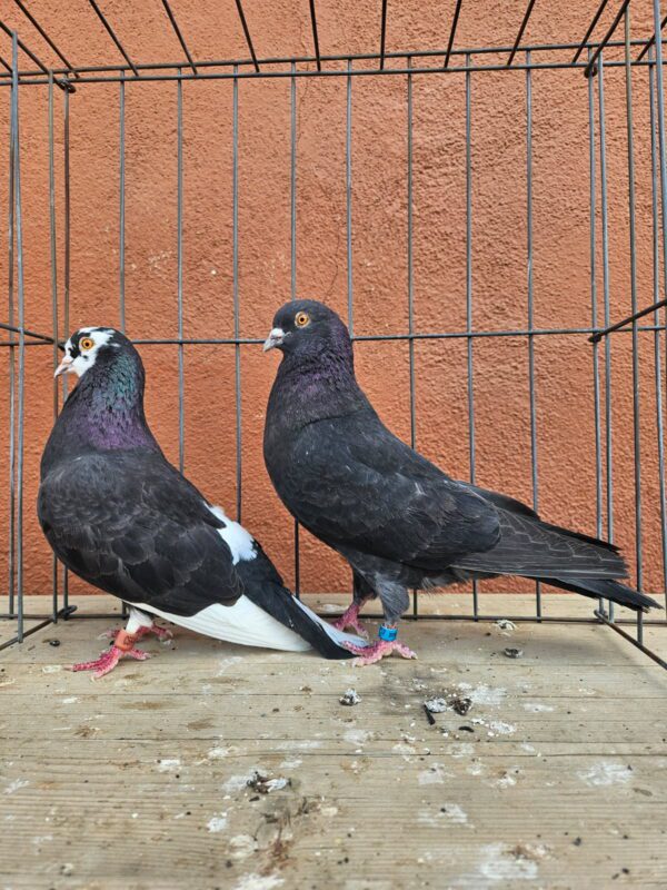 CSRA Auction- Alton Davis pair